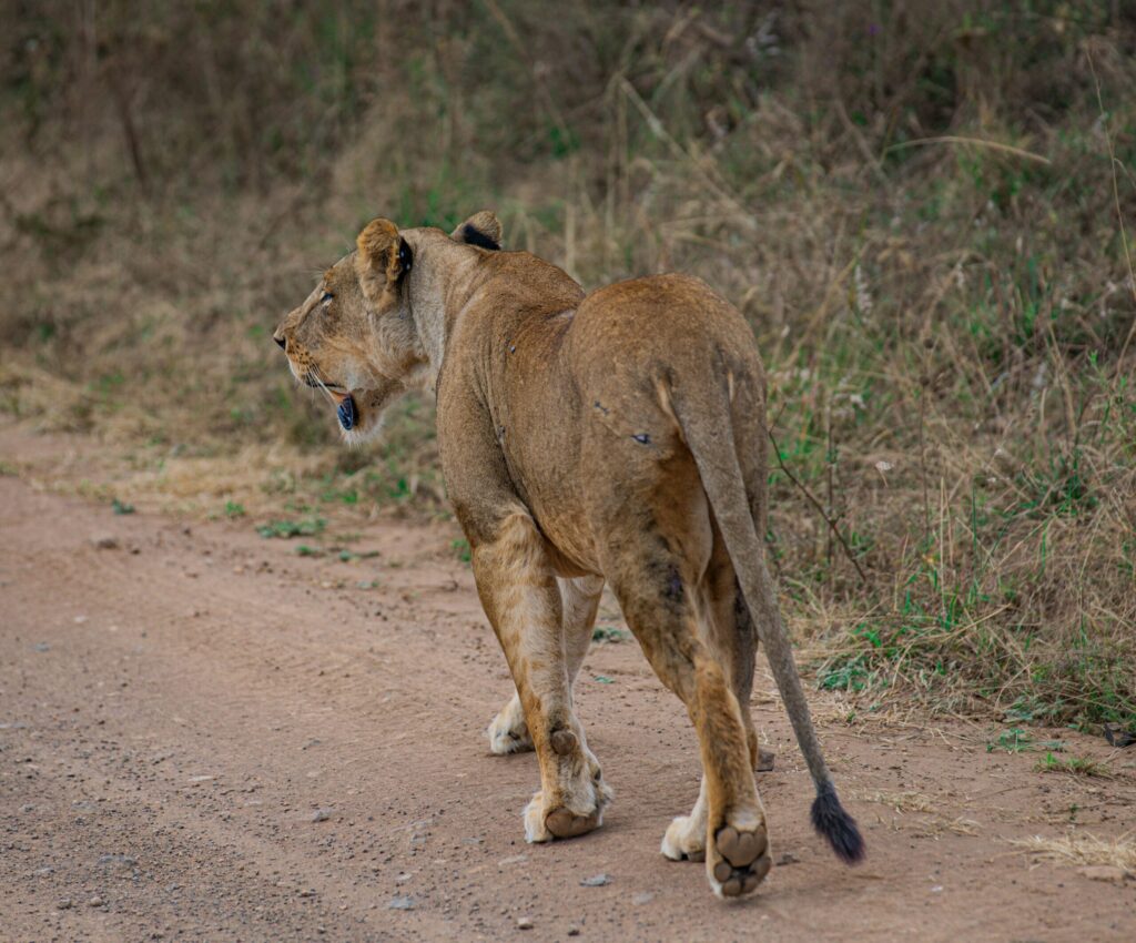 Lioness strolling on a dirt path in Nairobi National Park, showcasing wildlife in natural habitat.